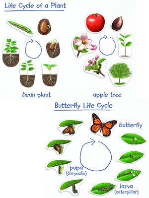 plant life cycle clipart - photo #13
