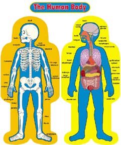 Health & Human Anatomy