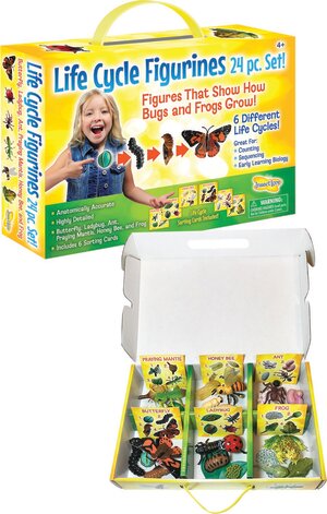 Life Cycle Stage Figurines 24 Piece Set