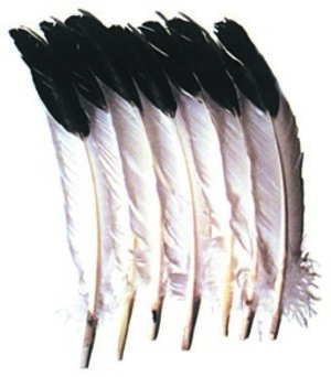 Assorted Natural Feathers