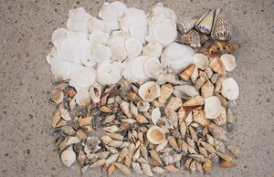 Naturals - Shells