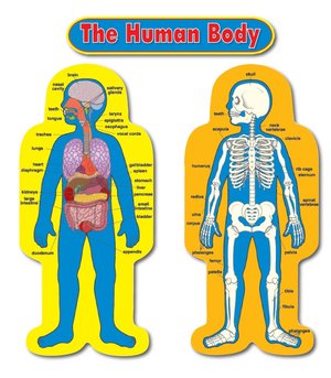 Child-Size Human Body